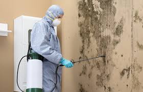 Best Attic Mold Removal  in Park City, KS